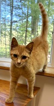 SALSA -  Domestic Short Hair Cat Available for Adoption in Louisa, Kentucky - SALSA | PetCurious