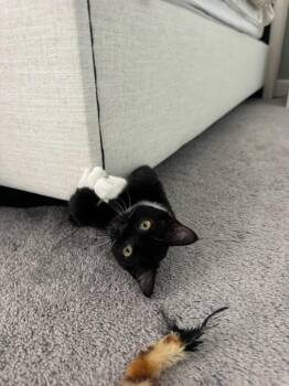 Gogo Boots -  Domestic Short Hair Cat for Adoption in Lincoln, California - Gogo Boots | PetCurious