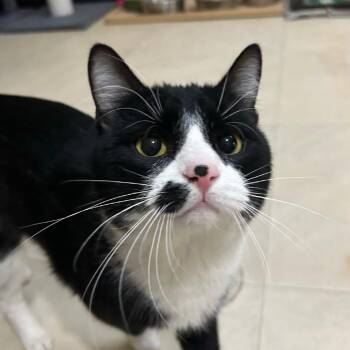 Domestic Short Hair Cats Available for Adoption - Ozzy | PetCurious