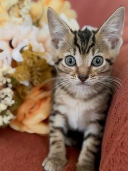 Esme- Transport -  Domestic Short Hair Cat for Adoption in Gradyville, Kentucky - Esme- Transport | PetCurious