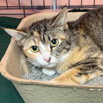 Domestic Short Hair Cats Available for Adoption - Joy | PetCurious