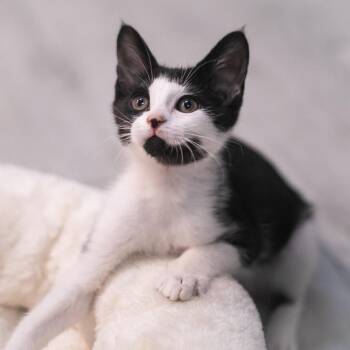 Neptune -  Domestic Short Hair Cat for Adoption in St. Augustine, Florida - Neptune | PetCurious