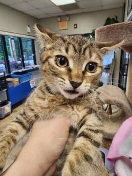 Domestic Short Hair Cats Available for Adoption in Seneca, South Carolina - Yum Yum $75 | PetCurious
