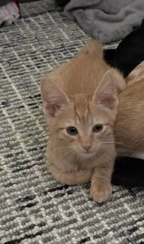 Tabby Cats Available for Adoption in Woodinville, Washington - Simon | PetCurious