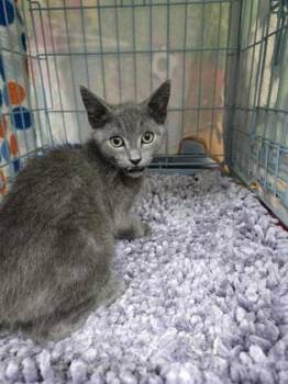 Wilbur -  Domestic Short Hair Cat for Adoption in Gainesville, Florida - Wilbur | PetCurious