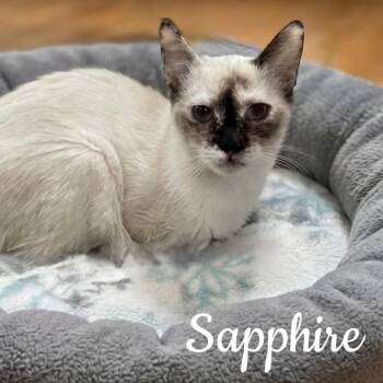 Sapphire -  Manx and Siamese Cat for Adoption in Washington, Pennsylvania - Sapphire | PetCurious