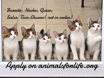 Queso -  Domestic Short Hair Cat for Adoption in Naugatuck, Connecticut - Queso | PetCurious