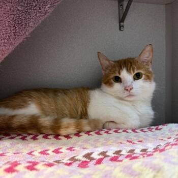 Domestic Short Hair Cats Available for Adoption in Pittsburgh, Pennsylvania - Forrest Puddles | PetCurious