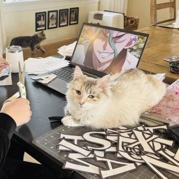 Domestic Medium Hair Cats Available for Adoption in Abbotsford, British Columbia - Winter | PetCurious