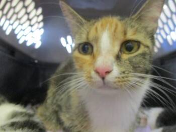 Domestic Short Hair Cats Available for Adoption in Ocala, Florida - MARIGOLD | PetCurious