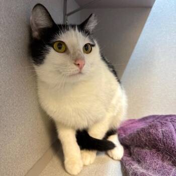 Teisha -  Domestic Short Hair Cat for Adoption in Pittsburgh, Pennsylvania - Teisha | PetCurious