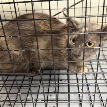 TUSC-Wildlife-84707 -  Domestic Short Hair Cat for Adoption in Tuscaloosa, Alabama - TUSC-Wildlife-84707 | PetCurious