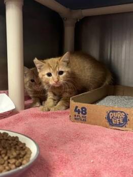 Domestic Short Hair Cats Available for Adoption - Red Panda | PetCurious