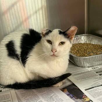 Domestic Short Hair Cats Available for Adoption in Pauls Valley, Oklahoma - Stillwell | PetCurious