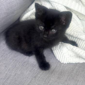 Mongo -  Domestic Short Hair Cat for Adoption in Los Angeles, California - Mongo | PetCurious