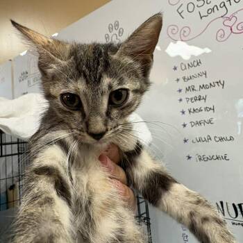 Toffee -  American Shorthair Cat for Adoption in Fulton, Texas - Toffee | PetCurious
