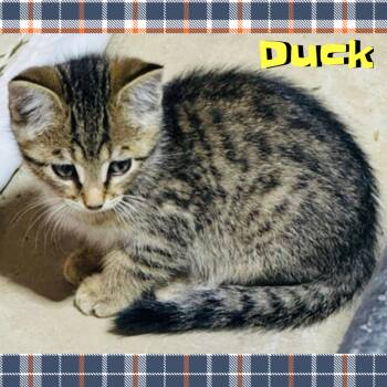Duck -  Domestic Medium Hair Cat for Adoption in Red Lodge, Montana - Duck | PetCurious