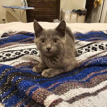 LUCIANA -  Russian Blue Cat for Adoption - LUCIANA | PetCurious