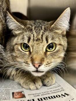 Littles -  Domestic Short Hair Cat for Adoption in Wichita, Kansas - Littles | PetCurious
