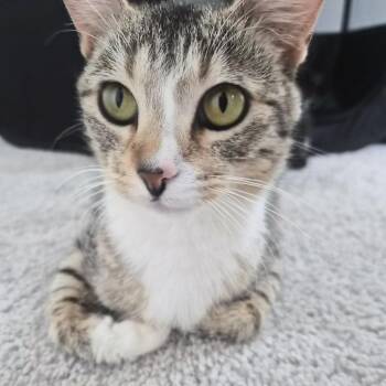 Taylor -  Domestic Short Hair Cat for Adoption in Murray, Utah - Taylor | PetCurious