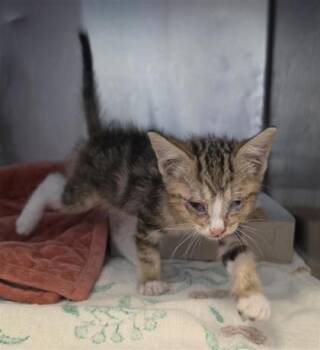 61606369 -  Domestic Short Hair Cat for Adoption in El Paso, Texas - 61606369 | PetCurious