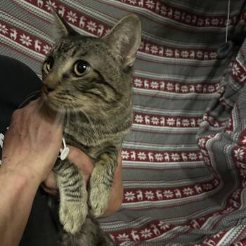 Pierre -  Domestic Short Hair Cat for Adoption in Hemet, California - Pierre | PetCurious