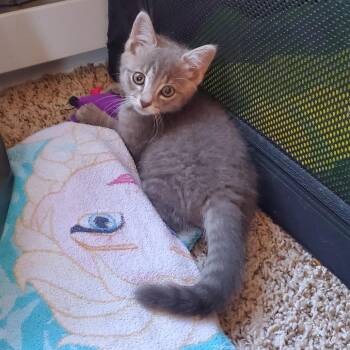 Ash -  Domestic Short Hair Cat for Adoption in York, Pennsylvania - Ash | PetCurious