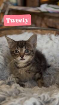 Rescue Domestic Short Hair Cats for Adoption in Crown Point, Indiana - Tweety | PetCurious