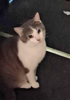 Rescue Tabby Cats for Adoption in Lake Ariel, Pennsylvania - Gizmo | PetCurious