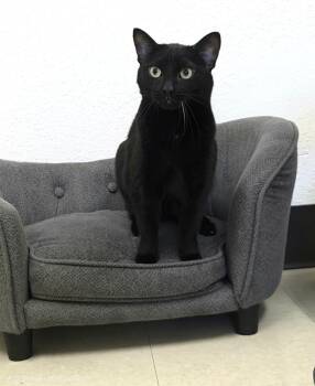 Daisy -  Domestic Short Hair Cat for Adoption in Red Wing, Minnesota - Daisy | PetCurious