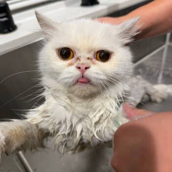 Rescue Persian Cats for Adoption in Long Beach, California - Willow | PetCurious