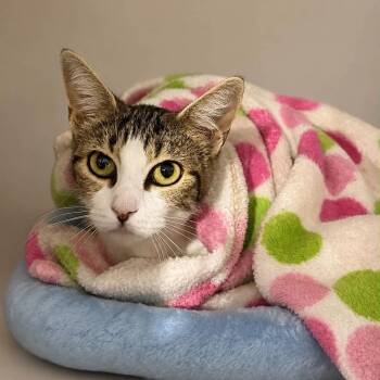 Willowy -  Domestic Short Hair Cat for Adoption in Antioch, California - Willowy | PetCurious