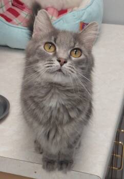 Domestic Short Hair Cats Available for Adoption in Montello, Wisconsin - Scarlet | PetCurious