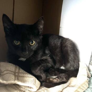 Passy -  Domestic Short Hair Cat for Adoption in Philadelphia, Pennsylvania - Passy | PetCurious