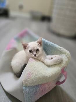 Luna - Harry Potter -  Siamese Cat for Adoption in Anthem, Arizona - Luna - Harry Potter | PetCurious