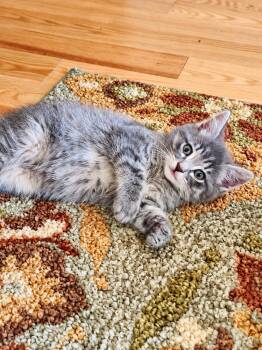 Willie -  Domestic Short Hair Cat for Adoption in Victor, New York - Willie | PetCurious