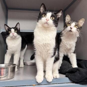 Joey, Chandler & Ross -  Domestic Short Hair and Domestic Medium Hair Cat for Adoption in Waterloo, Iowa - Joey, Chandler & Ross | PetCurious