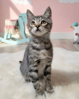 Yuma -  Domestic Short Hair Cat for Adoption in Novato, California - Yuma | PetCurious