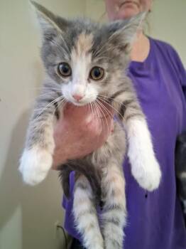 Cricket -  Domestic Short Hair Cat for Adoption in Heber City, Utah - Cricket | PetCurious