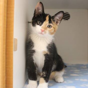 Sailor Mars -  Domestic Short Hair Cat for Adoption in Champaign, Illinois - Sailor Mars | PetCurious
