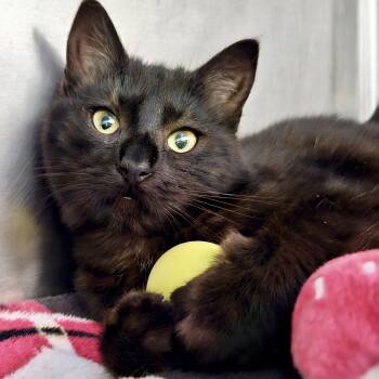 Domestic Short Hair Cats Available for Adoption - Jesmyn | PetCurious