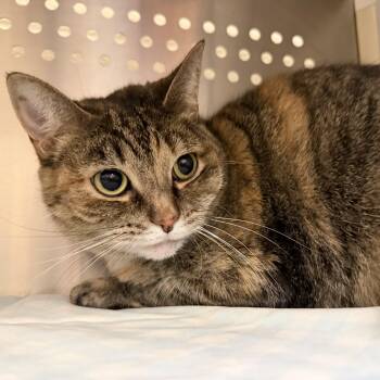 Precious -  Domestic Short Hair Cat for Adoption in Latrobe, Pennsylvania - Precious | PetCurious