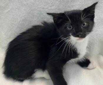 Cod -  Domestic Short Hair Cat for Adoption - Cod | PetCurious