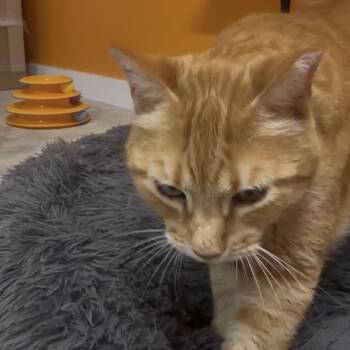 Morris -  Domestic Medium Hair Cat for Adoption in San Saba, Texas - Morris | PetCurious