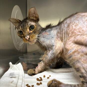 Inky -  Domestic Long Hair Cat for Adoption in Milton, Florida - Inky | PetCurious