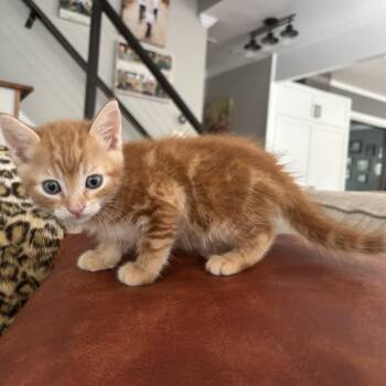 Hank Williams -  American Shorthair Cat for Adoption in Lilburn, Georgia - Hank Williams | PetCurious