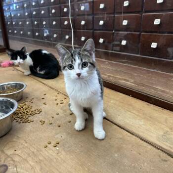 Rescue Domestic Short Hair Cats for Adoption in Springdale, Arkansas - Janeway | PetCurious