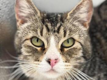 Gemini -  Domestic Short Hair Cat for Adoption in Portland, Oregon - Gemini | PetCurious