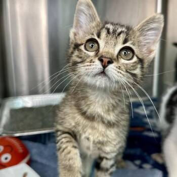 Falco -  Domestic Short Hair Cat for Adoption in Matteson, Illinois - Falco | PetCurious