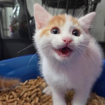 Olivia Nervo -  Domestic Short Hair Cat for Adoption in Redmond, Washington - Olivia Nervo | PetCurious